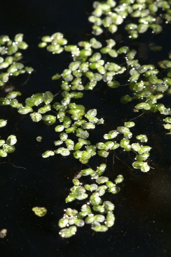 Lemna disperma